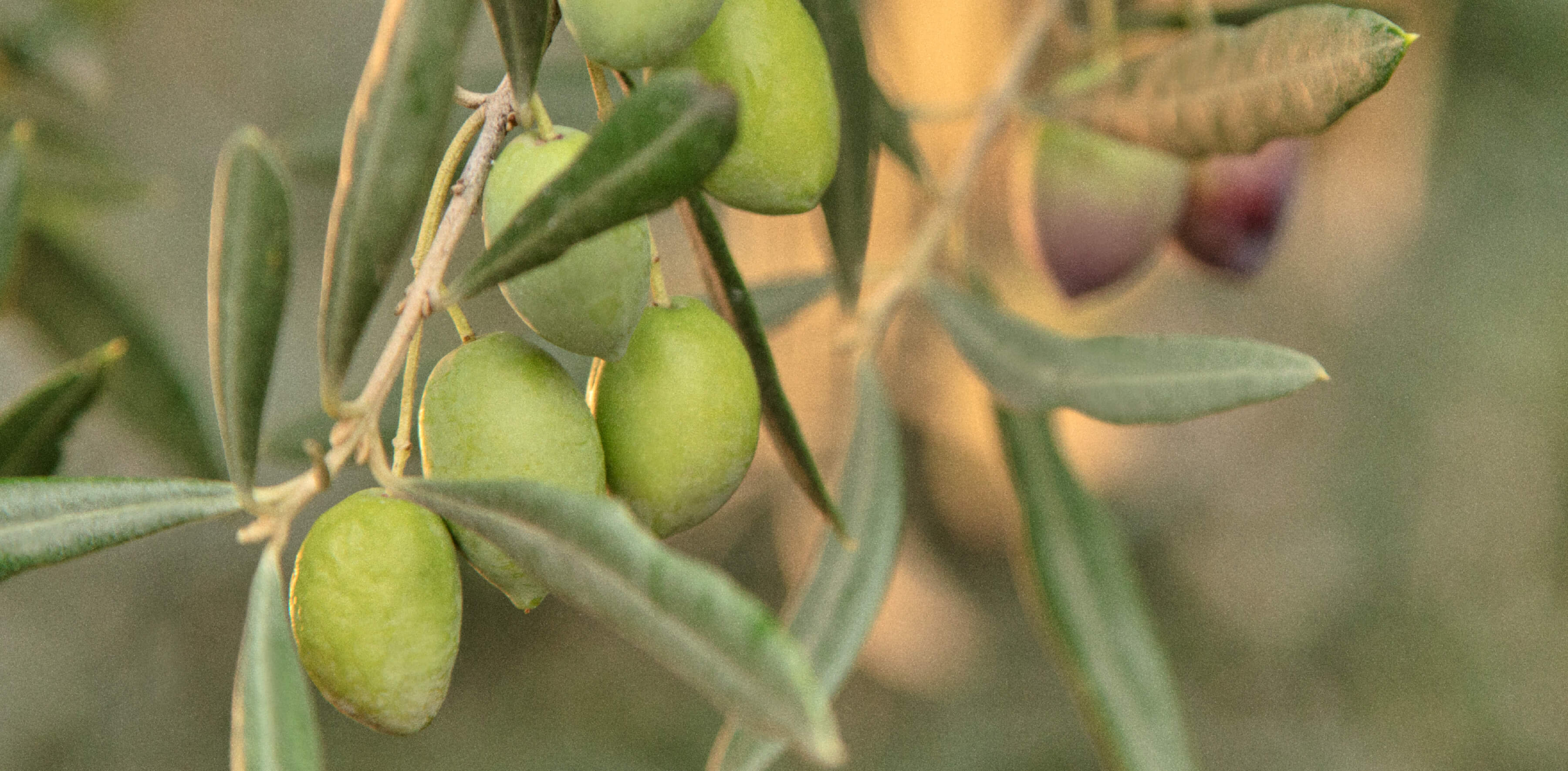 Olive tree